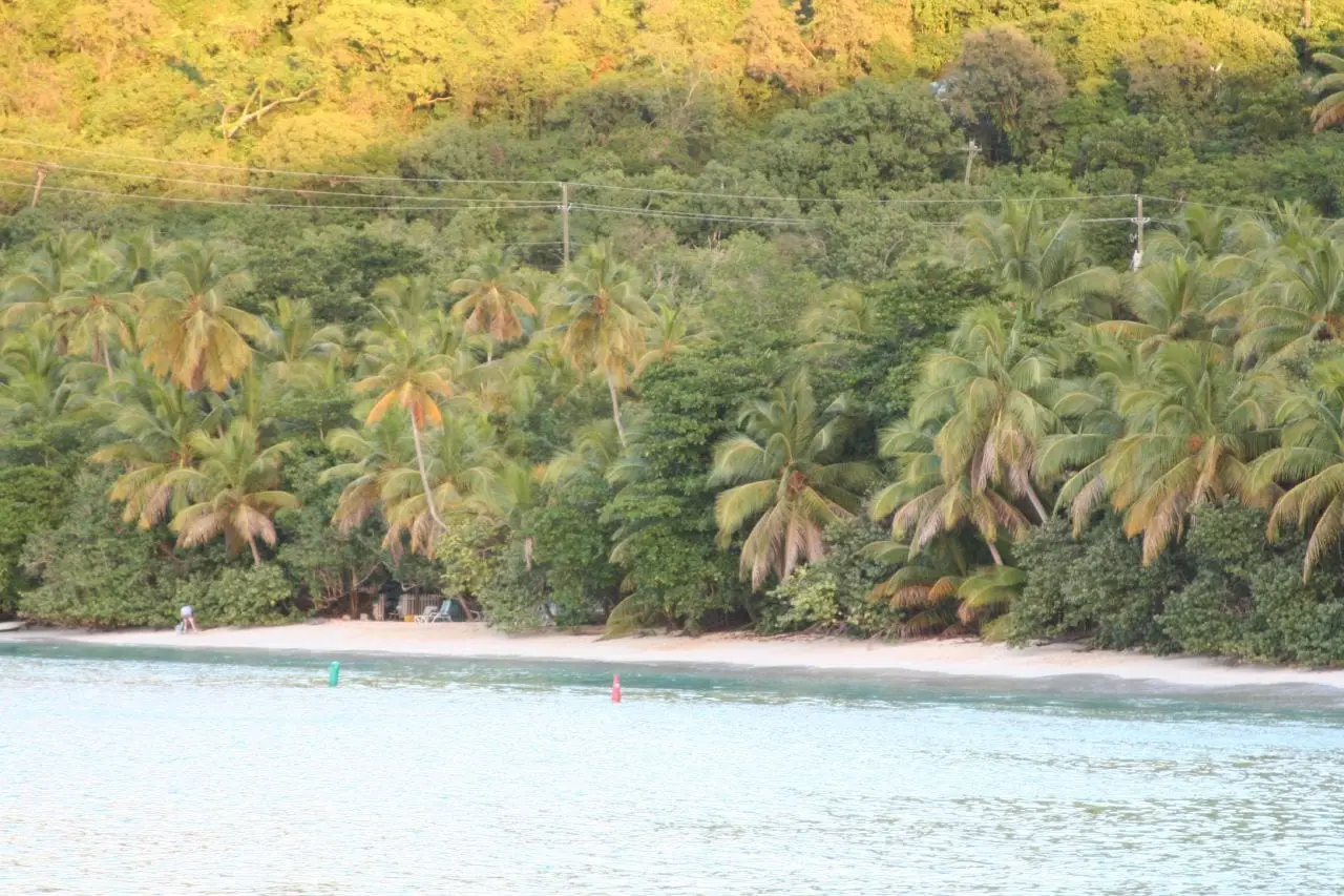 Strip of white sand at Gibney Beach in late-afternoon light, below tall coconut palms and sea grape trees, with swim buoys in the calm water