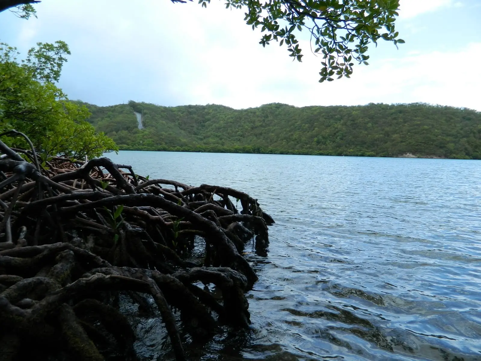 Red mangrove roots arching into the calm water of Hurricane Hole on St. John, with a wooded hillside across the bay