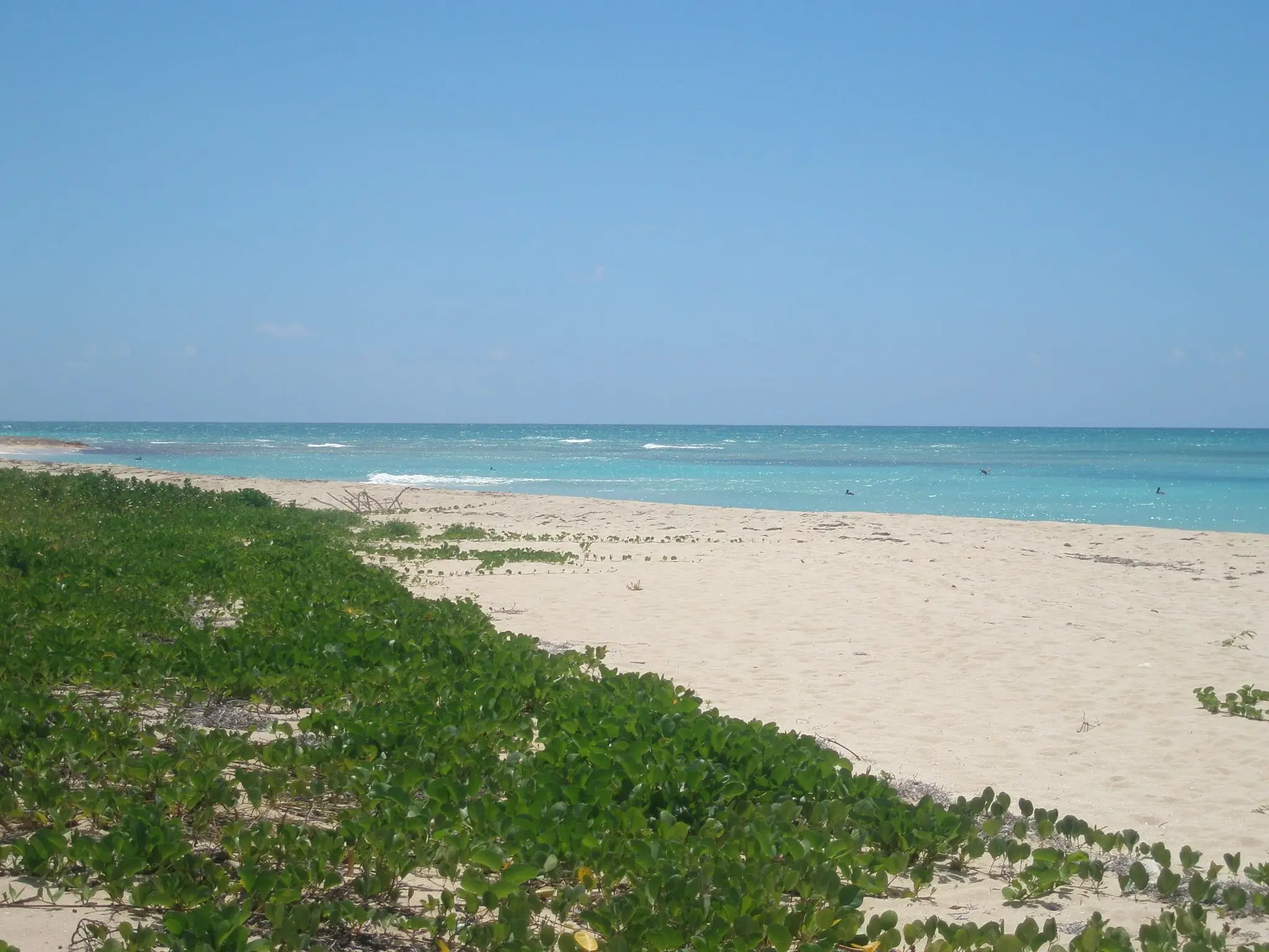 Wide, empty sand beach at Sandy Point National Wildlife Refuge, with green beach vines on the dune and turquoise water breaking over the reef